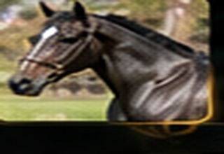 Sunday Silence